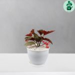 بگونیا خالدار