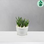 هاورتیا گورخری