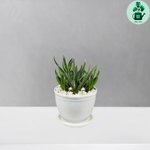 هاورتیا گورخری