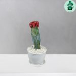 ژمینو پیوندی