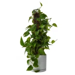 پتوس چوبدار