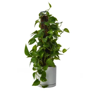 پتوس چوبدار