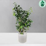 بنجامین سبز