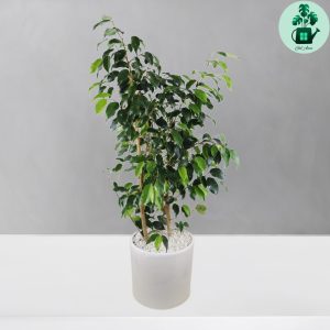 بنجامین سبز