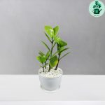 زاموفیلیا کد 101