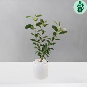 فیکوس جنگلی