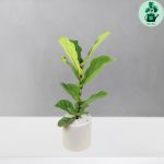 فیکوس لیراتا 