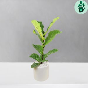 فیکوس لیراتا 