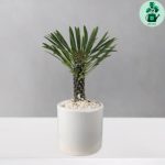 نخل ماداگاسکار