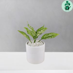 آگلونما برفی کد 101