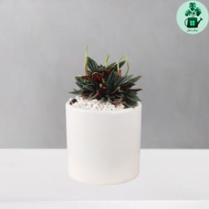 پپرومیا روسو