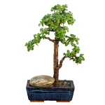 بونسای خرفه ای