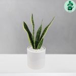 سانسوریا کرواتی ابلق