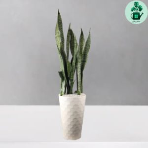 سانسوریا سبز VIP