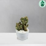 کاکتوس صخره ای مینیاتور