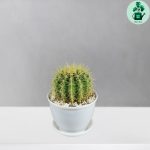 کاکتوس اچینو