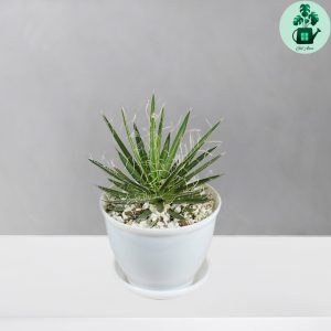 آگاو فیلیفرا