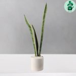 سانسوریا ابلق سایز کوچک