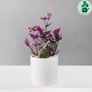 برگ بیدی نانوک