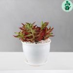 کراسولا آتشین