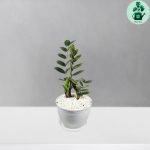 زاموفیلیا بلک