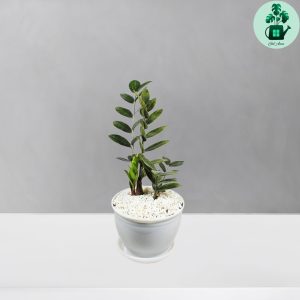 زاموفیلیا بلک