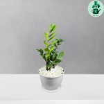 زاموفیلیا کد 102