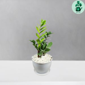 زاموفیلیا کد 102