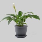 اسپاتی فیلوم