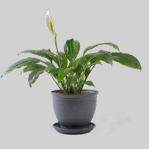 اسپاتی فیلوم