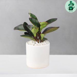 قاشقی لب ماتیکی