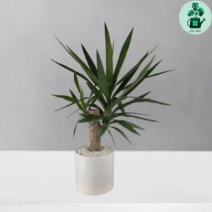 یوکا تنه دار