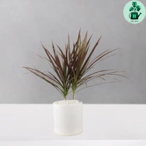 دراسنا قرمز