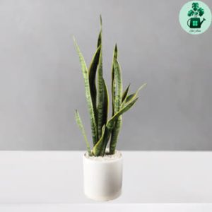 سانسوریا ابلق بزرگ