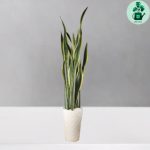 سانسوریا ابلق VIP