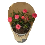 رز مینیاتوری
