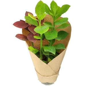 سینادیوم گرنتی