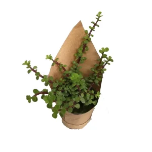 کراسولا خرفه‌ای