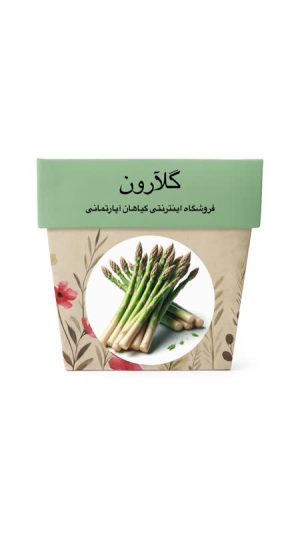 بذر مارچوبه