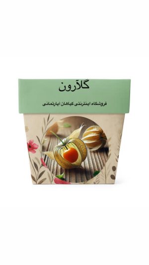 بذر فیسالیس