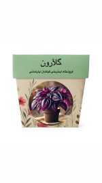 بذر ریحان بنفش