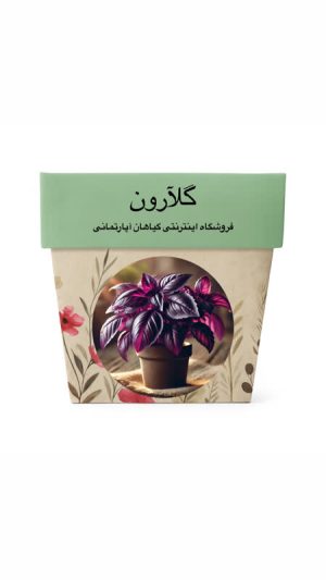 بذر ریحان بنفش