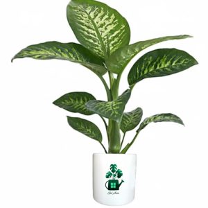 دیفن باخیا گلآرون