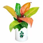 فیلدندرون پرتغالی گلآرون