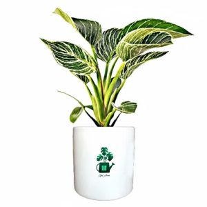 فیلدندرون برکین گلآرون