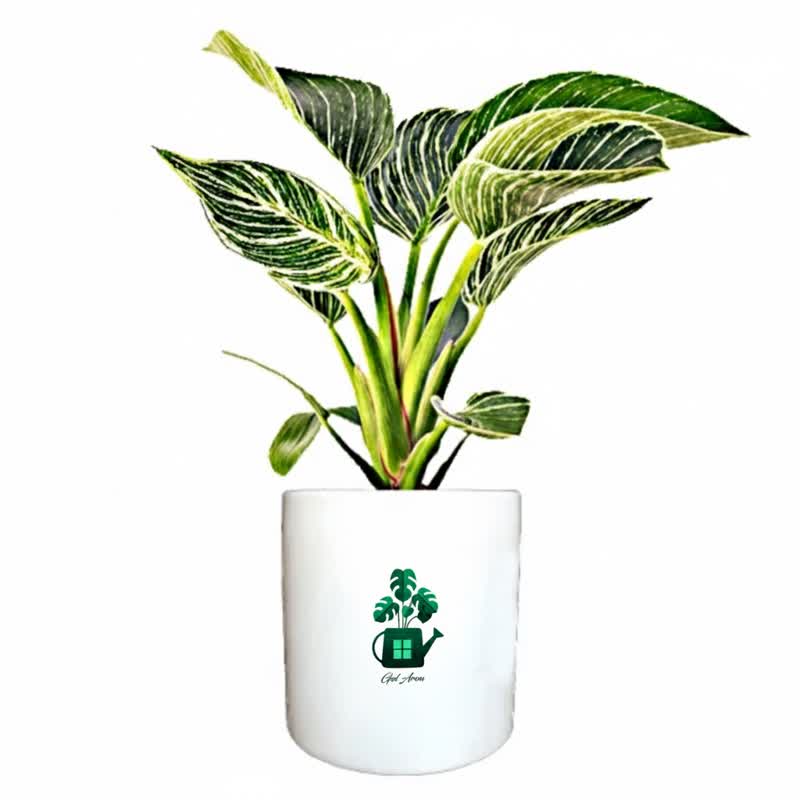 فیلدندرون برکین گلآرون