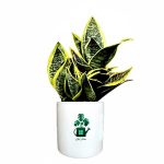 سانسوریا ابلق پا کوتاه گلآرون