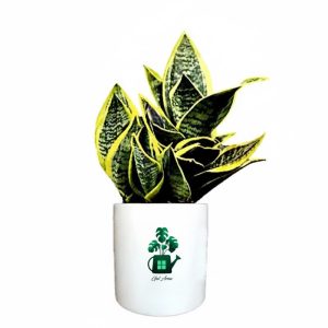 سانسوریا ابلق پا کوتاه گلآرون