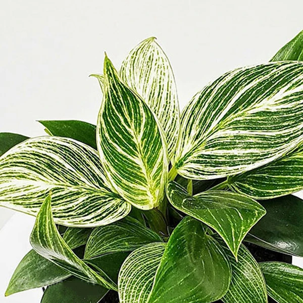 فیلدندرون برکین گلآرون - Image 3