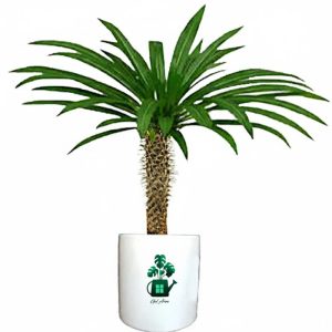 نخل ماداگاسکار گلآرون